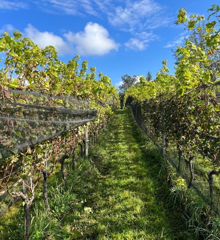 Anche la vendemmia 2024 conferma la crescita dei vini varesini: «Buona raccolta nonostante la pioggia»