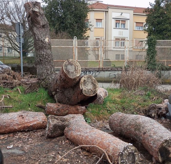 FOTO - Sette mesi e l'albero caduto è ancora lì...