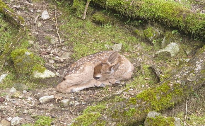 Parco Daini, Agra festeggia la nascita di un altro piccolo esemplare