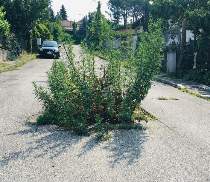 Varese, incredibile in via Govi: in mezzo alla strada sta spuntando una pianta