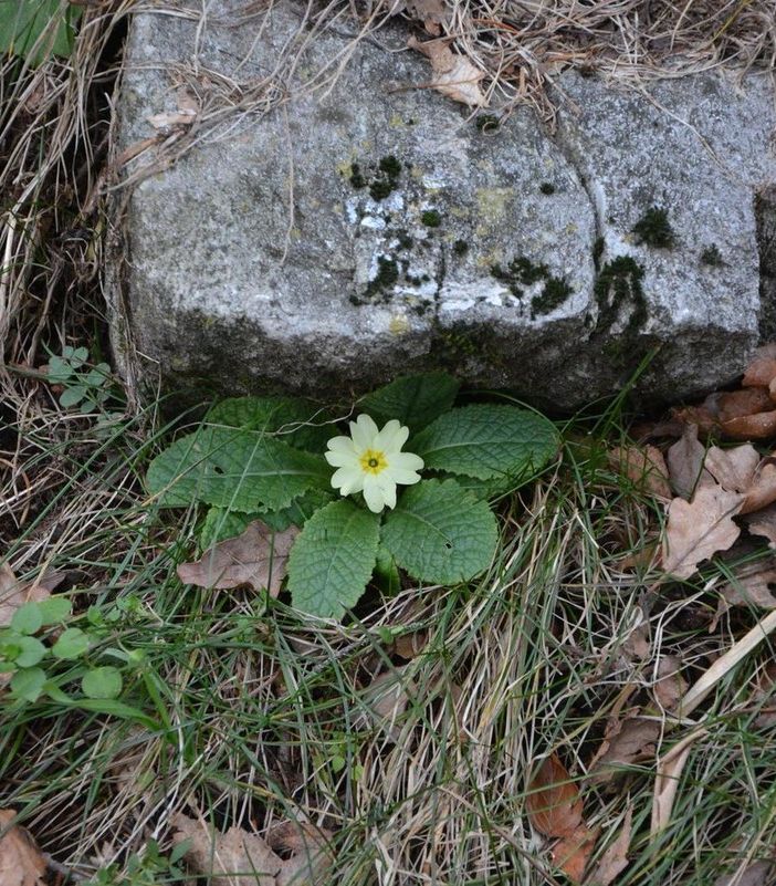 La foto della primula al Campo dei Fiori pubblicata dal Centro Geofisico Prealpino