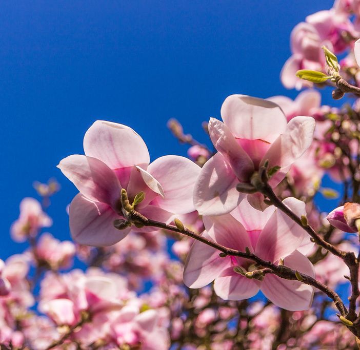 Sul Varesotto clima mite e asciutto nonostante qualche nuvola. Conto alla rovescia per la primavera