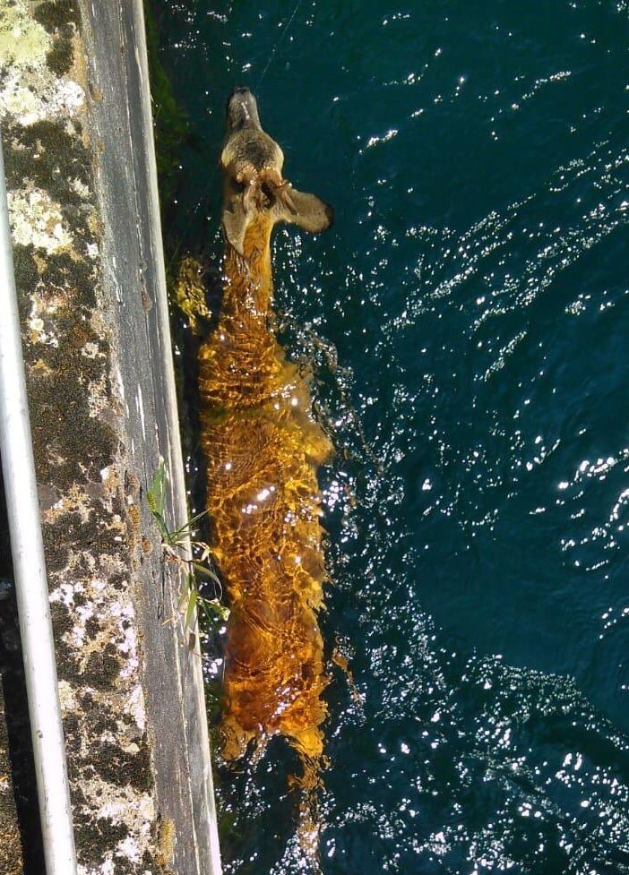 FOTO. Capriolo cade nel canale: salvato dai vigili del fuoco