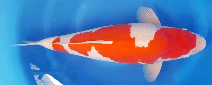 In foto, esemplare di carpa Kohaku