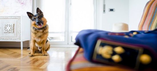 «Se non ti porto non parto»: la campagna della polizia contro l'abbandono estivo dei cani «Se non ti porto non parto»: la campagna della polizia contro l'abbandono estivo dei cani