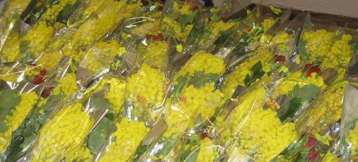 8 marzo: la mimosa a una donna su due