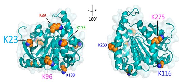 Il professor Loredano Pollegioni. Sotto: la proteina utilizzata nei laboratori dell’Università dell’Insubria per produrre un nuovo vaccino contro la tubercolosi