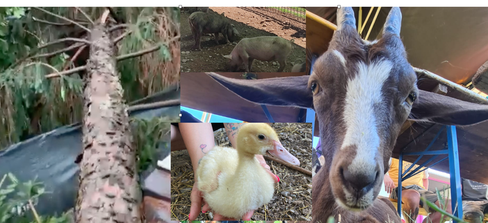 Una pianta caduta e alcuni ospiti dei santuari