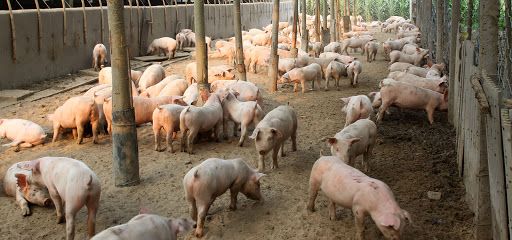 La peste suina non si trasmette all’uomo, Magrini: «Nessun rischio se si ingeriscono carni infette»