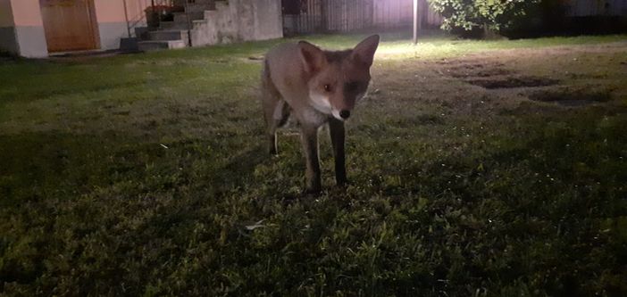 VIDEO E FOTO. La volpe "adottata" da una famiglia di Orino