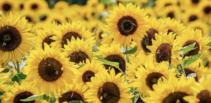 CHE FARE NEL WEEKEND. Un fine settimana ricco di mostre, sport, spettacoli e sguardi nella natura