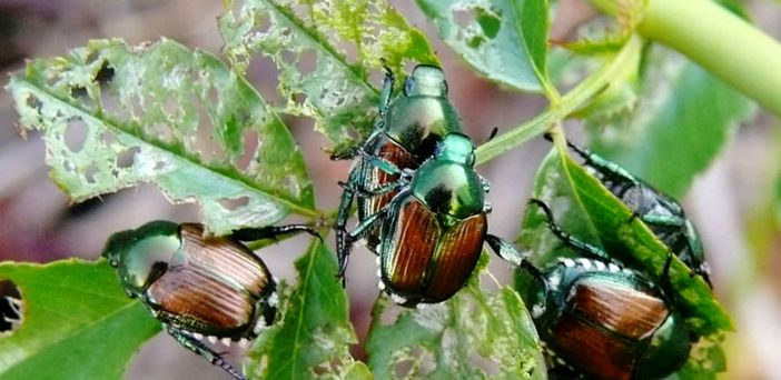 Nel Varesotto arriva il coleottero giapponese che "mangia" le nostre piante
