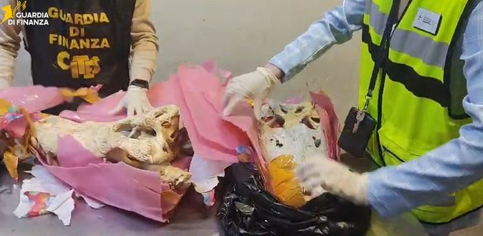 I teschi di coccodrillo sequestrati a Malpensa I teschi di coccodrillo sequestrati a Malpensa