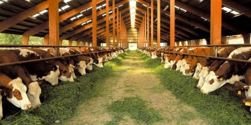 Maltempo nel Nord del Varesotto: allagati anche stalle e fienili