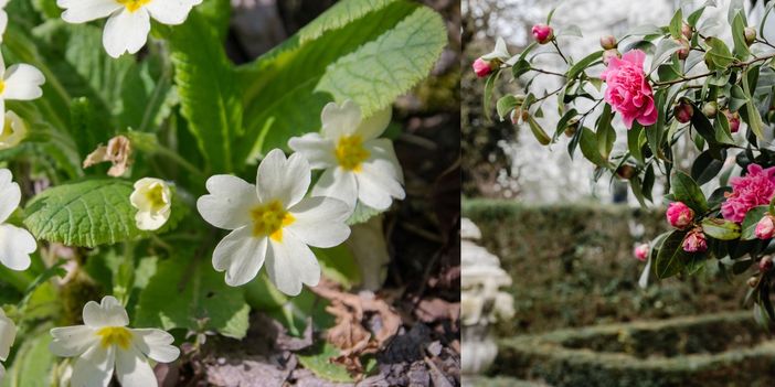 La primavera fa il suo debutto e Varese diventa un... fiore