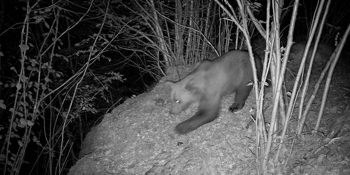 Avvistato un secondo orso nel Verbano Cusio Ossola? Avvistato un secondo orso nel Verbano Cusio Ossola?