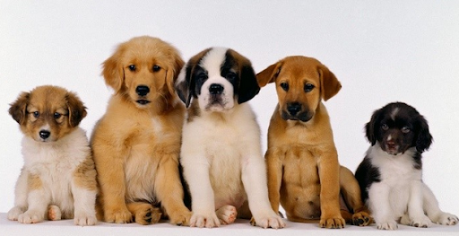 Ats Insubria: arriva il "Patentino 2020" per i proprietari dei cani