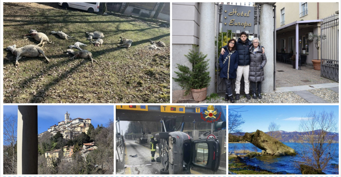 Pecore sbranate alla Rasa, l'anima di Varese, la primavera anticipata: ecco gli articoli più letti della settimana