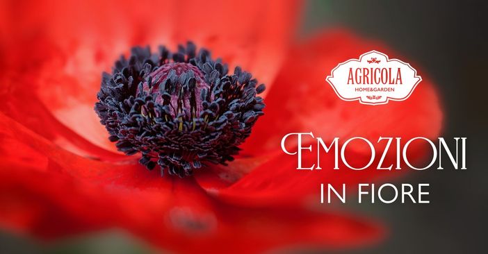 Emozioni in Fiore: Varese sboccia da Agricola Home&amp;Garden