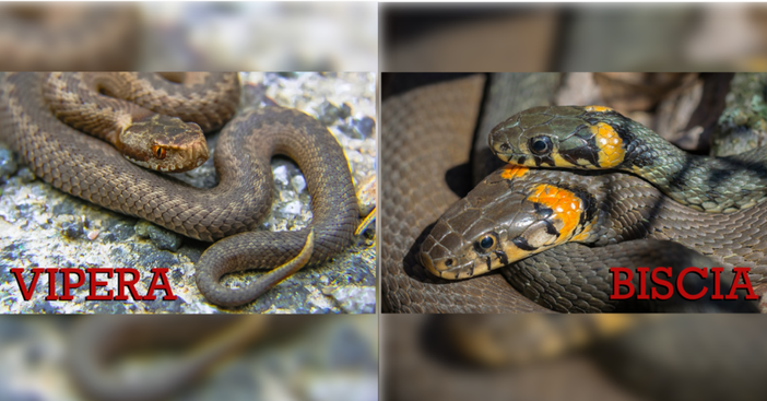 Biscia o vipera? Come distinguere l'innocuo dal velenoso e come comportarsi in caso di avvistamento Biscia o vipera? Come distinguere l'innocuo dal velenoso e come comportarsi in caso di avvistamento