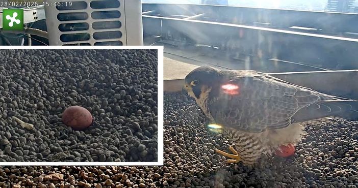 La foto postata dalla pagina di Giò e Giulia e nel riquadro un particolare del nido con l'uovo stamattina La foto postata dalla pagina di Giò e Giulia e nel riquadro un particolare del nido con l'uovo stamattina