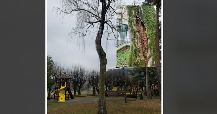 Gli alberi pericolanti abbattuti nel parco giochi di Angera Gli alberi pericolanti abbattuti nel parco giochi di Angera