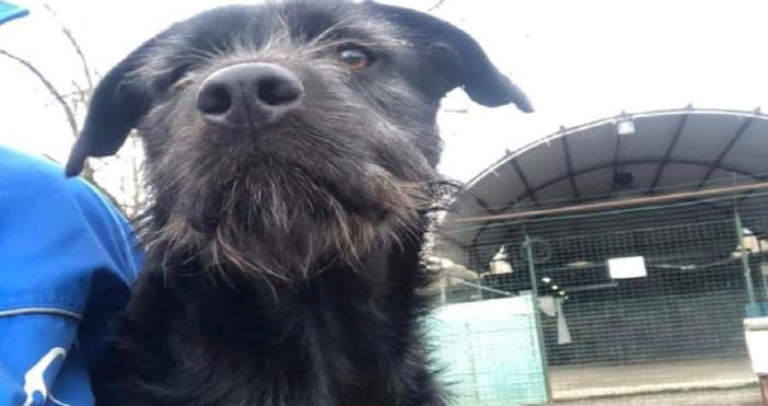 Canile di Varese, via al piano di interventi per la messa in sicurezza Canile di Varese, via al piano di interventi per la messa in sicurezza