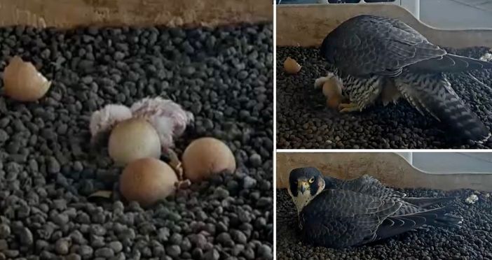 LA FOTO. Il primo pullo non si scorda mai: emozione di Pasquetta