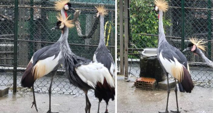 Il magnifico esemplare di gru coronata fuggito dallo Zoo Varese è tornato a casa, insieme ai suoi simili cresciuti in cattività come lui