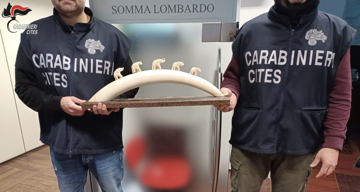 Il materiale sequestrato dai carabinieri Forestali