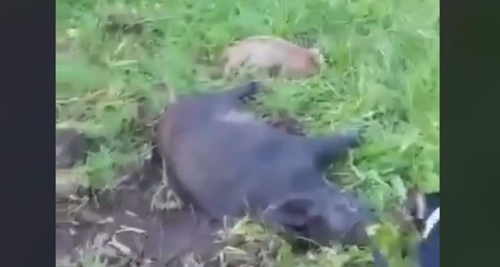 VIDEO - Michela Vittoria Brambilla: «Una vergogna quella mamma cinghiale e i suoi cuccioli sterminati a Cunardo» VIDEO - Michela Vittoria Brambilla: «Una vergogna quella mamma cinghiale e i suoi cuccioli sterminati a Cunardo»