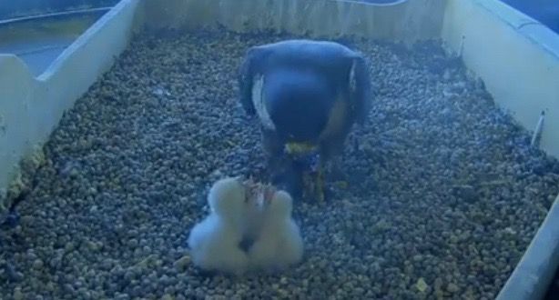 Si sono schiuse le uova dei falchetti sul Pirellone. Fontana: «Il miracolo della vita in questa Pasqua difficile» Si sono schiuse le uova dei falchetti sul Pirellone. Fontana: «Il miracolo della vita in questa Pasqua difficile»