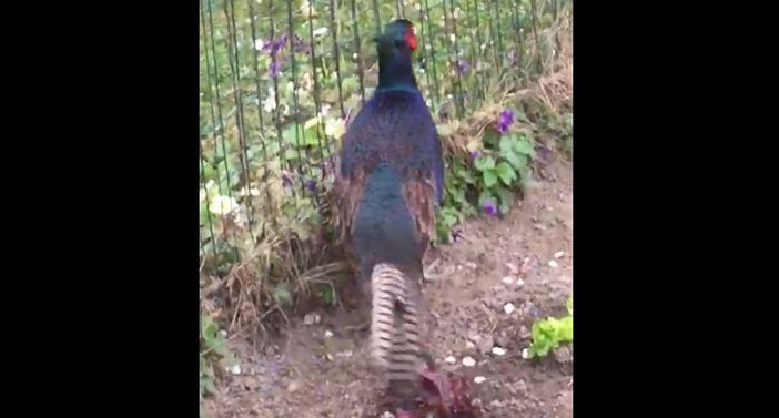 VIDEO. Si ritrova un fagiano nel giardino di casa in centro a Varese VIDEO. Si ritrova un fagiano nel giardino di casa in centro a Varese