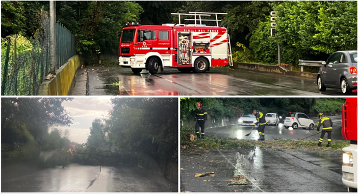Viale Piero Chiara a Varese, i vigili del fuoco liberano la strada dal crollo di una pianta che fortunatamente non ha visto coinvolti messi sulla grande arteria di scorrimento Viale Piero Chiara a Varese, i vigili del fuoco liberano la strada dal crollo di una pianta che fortunatamente non ha visto coinvolti messi sulla grande arteria di scorrimento