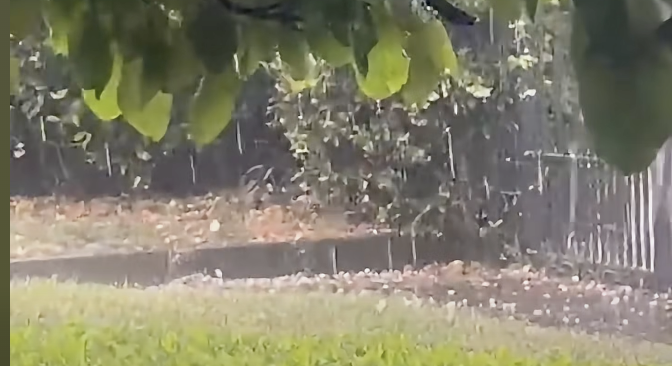 La grandinata su Cuasso al Monte (foto tratta da un video sulla pagina Facebook di Natural Meteo) La grandinata su Cuasso al Monte (foto tratta da un video sulla pagina Facebook di Natural Meteo)