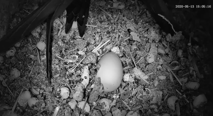 Jerago con Orago, la nidificazione dei rondoni è in diretta streaming