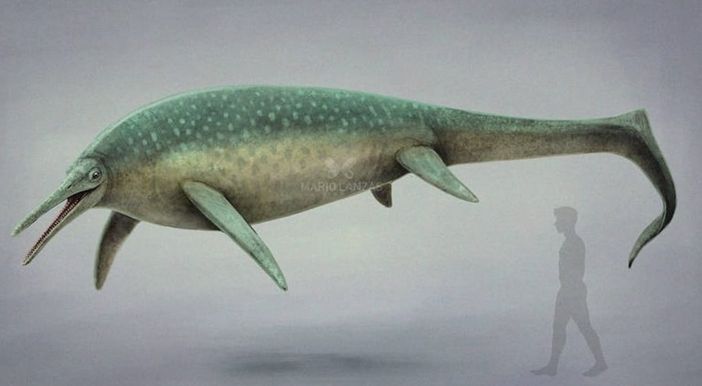 Una ricostruzione del Besanosauro (foto da La Varese Nascosta) Una ricostruzione del Besanosauro (foto da La Varese Nascosta)