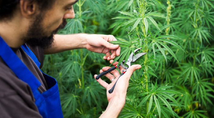 Pro e contro della cannabis autofiorente