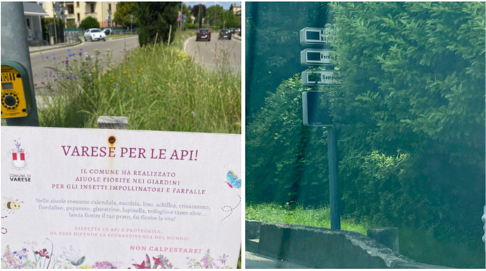 Il cartello che spiega la ragione della vegetazione lasciata crescere lungo viale Europa e alla rotonda del Tomaino e, a destra, la selva oscura - che selva rimane - lungo viale Piero Chiara che copre i cartelli stradali, in questo caso quello della segnalazione dei parcheggi liberi in città