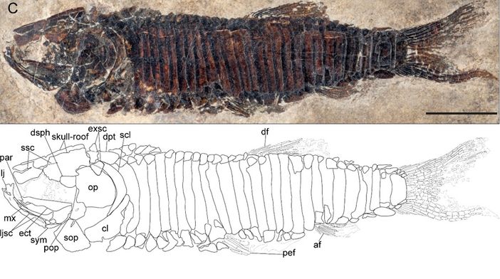 A Castelveccana scoperta una nuova specie di pesci fossili A Castelveccana scoperta una nuova specie di pesci fossili