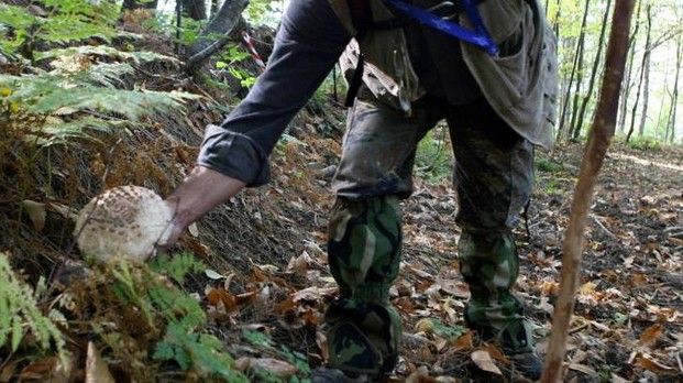 Cercatore di funghi cade nel Luinese: recuperato da vigili del fuoco e soccorso alpino Cercatore di funghi cade nel Luinese: recuperato da vigili del fuoco e soccorso alpino
