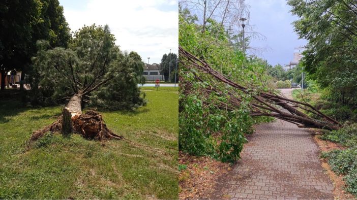 Alberi caduti a Busto. Tallarida: «È stato un evento fuori dal normale» Alberi caduti a Busto. Tallarida: «È stato un evento fuori dal normale»