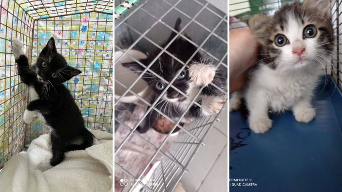 (foto da ilSaronno.it)