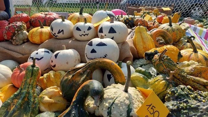 FOTO. La Sagra della zucca di Olgiate festeggia il 15esimo compleanno con un grande successo FOTO. La Sagra della zucca di Olgiate festeggia il 15esimo compleanno con un grande successo