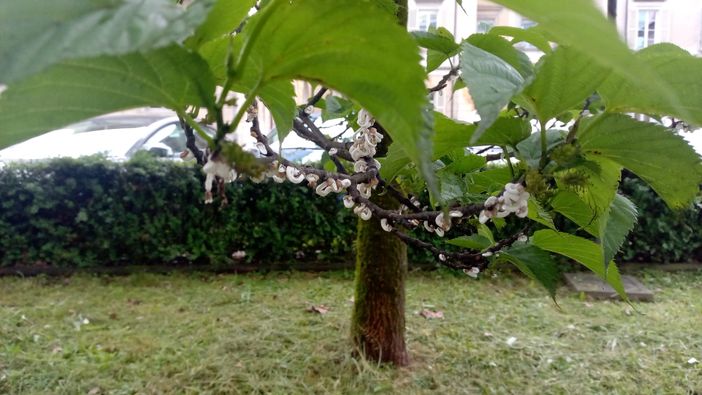 La cocciniglia presente anche fuori da Villa Tamagno a Varese e, sotto, sui rami di alcuni alberi del capoluogo