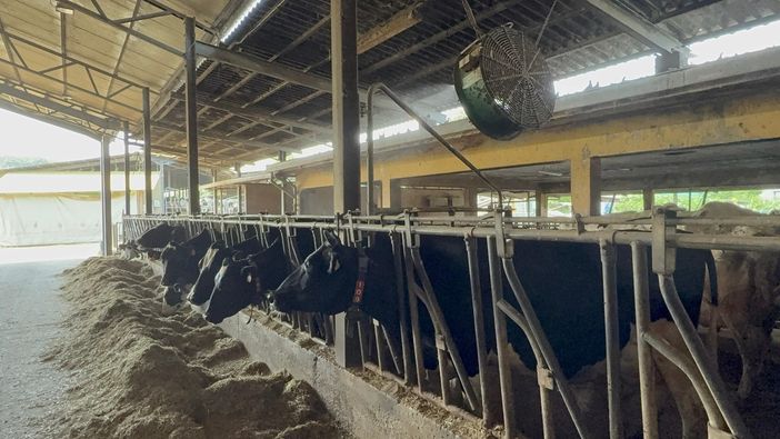 Anche gli animali soffrono il caldo, l'allarme di Coldiretti: ventilatori e doccette nelle stalle Anche gli animali soffrono il caldo, l'allarme di Coldiretti: ventilatori e doccette nelle stalle