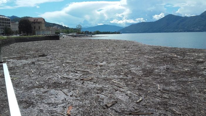 LA FOTO. La distesa di tronchi, rami e legno sul lago davanti a Luino. Il sindaco: «Mai vista una cosa del genere» LA FOTO. La distesa di tronchi, rami e legno sul lago davanti a Luino. Il sindaco: «Mai vista una cosa del genere»