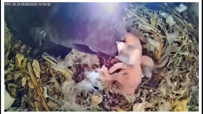 FOTO E VIDEO. Sono nati i due baby rondoni di Jerago. La Lipu: «Aiutateci a trovare i nomi»