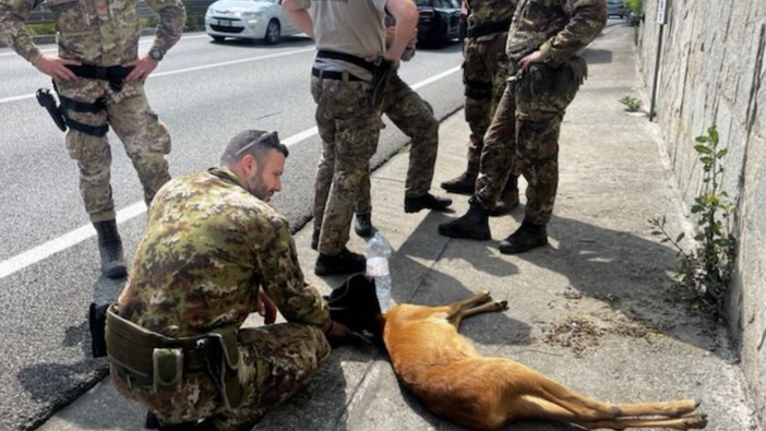 I militari al lavoro per soccorrere il capriolo ferito (foto da LuinoNotizie.it)