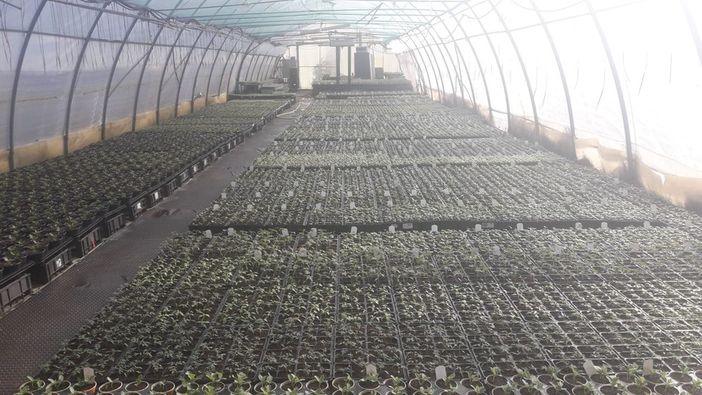 Semi, piante e fiori vendibili in negozi e vivai? La Lombardia vieta ciò che il governo consente: qui restano chiusi. Solo online